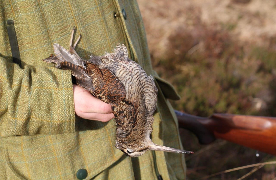Erlebte Jagd: Irland Schnepfe